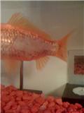 Name:  fish.jpg
Views: 80
Size:  3.4 KB