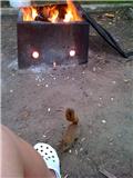Name:  squirrle.jpg
Views: 57
Size:  4.9 KB