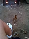 Name:  squirrle2.jpg
Views: 56
Size:  4.6 KB