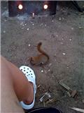 Name:  squirrle3.jpg
Views: 54
Size:  4.6 KB
