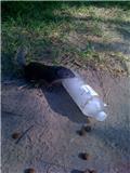 Name:  Gopher.jpg
Views: 61
Size:  4.9 KB