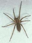 Name:  hobo spider.jpg
Views: 2321
Size:  2.7 KB