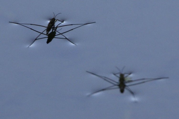 Name:  water skipper.jpg
Views: 505
Size:  32.3 KB