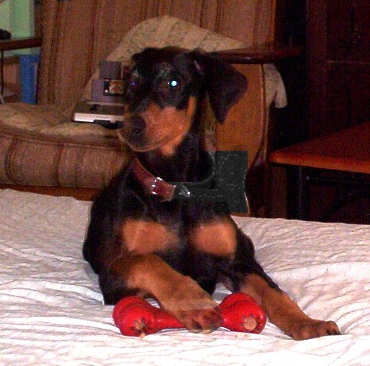 Name:  Chloe.JPG
Views: 149
Size:  85.0 KB