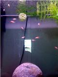 Name:  tank 2.jpg
Views: 141
Size:  4.1 KB