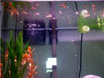 Name:  tank 3.jpg
Views: 209
Size:  7.3 KB