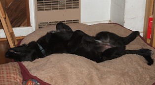 Name:  sleepinglab.jpg
Views: 67
Size:  19.8 KB