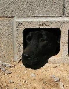 Name:  dogs-peeking.jpg
Views: 28
Size:  17.7 KB