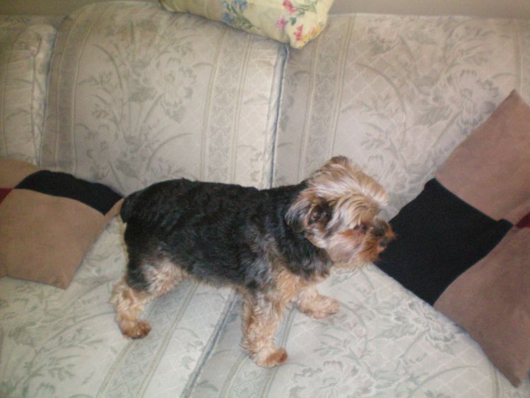 Name:  Muttley 11.jpg
Views: 67
Size:  108.6 KB