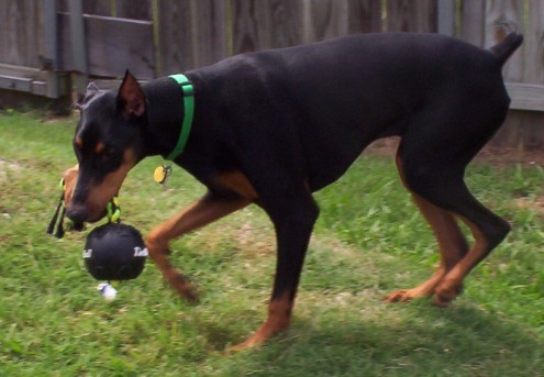 Name:  chloe new toy2.JPG
Views: 54
Size:  46.6 KB