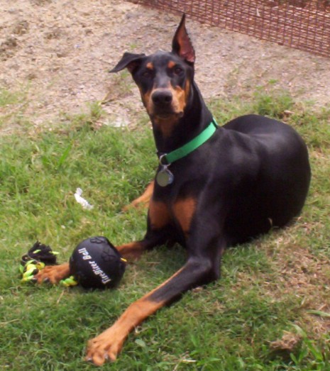 Name:  chloe 9-5-10 4.JPG
Views: 54
Size:  81.4 KB