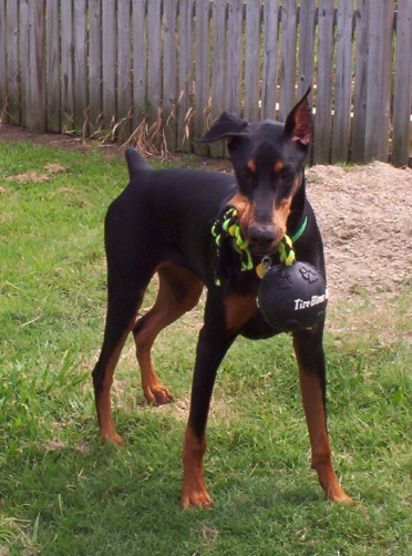 Name:  chloe new toy 3.JPG
Views: 57
Size:  71.7 KB