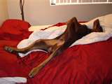 Name:  Red dobie sprawl.jpg
Views: 78
Size:  3.5 KB