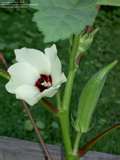 Name:  okra.jpg
Views: 138
Size:  3.6 KB