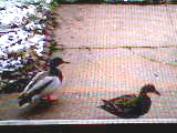Name:  duckies.jpg
Views: 116
Size:  14.8 KB