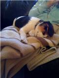 Name:  hunter3.jpg
Views: 106
Size:  4.4 KB