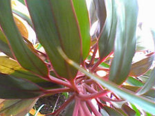 Name:  Plant 10-23-10_130 - Use.jpg
Views: 1959
Size:  48.1 KB