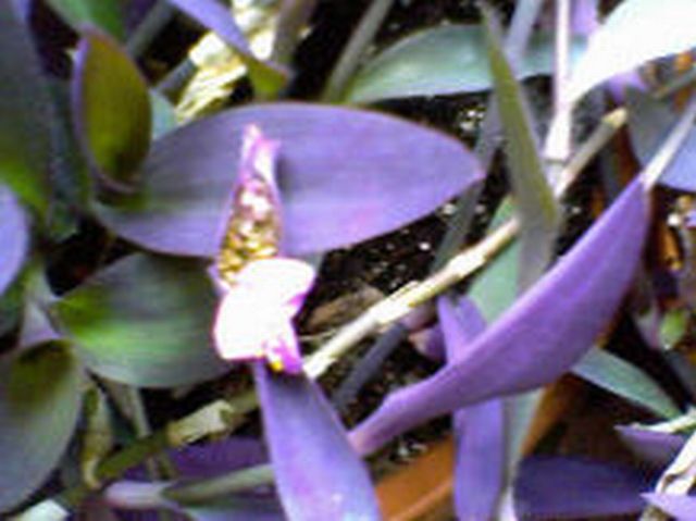 Name:  Plant - Best Purple - Use.jpg
Views: 10719
Size:  48.7 KB