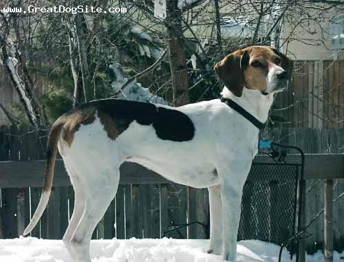 Name:  dog.jpg
Views: 308
Size:  107.1 KB