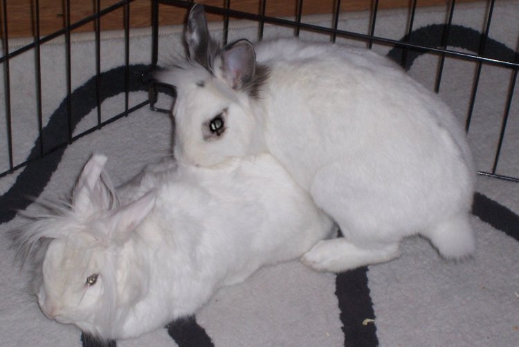 Name:  kilala and Cotton.jpg
Views: 226
Size:  52.9 KB