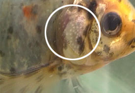 Name:  male_gill_tubercles1.jpg
Views: 3105
Size:  11.1 KB