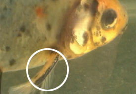 Name:  male_gill_tubercles2.jpg
Views: 2248
Size:  9.2 KB