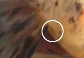 Name:  male_vent.jpg
Views: 1895
Size:  8.1 KB
