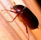 Name:  June bug.jpg
Views: 542
Size:  5.2 KB
