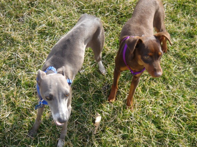 Name:  pup2.jpg
Views: 116
Size:  141.5 KB