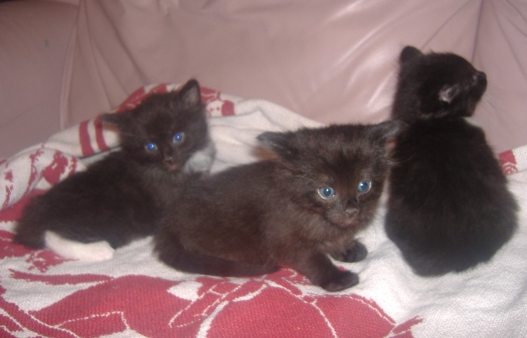 Name:  3kittens1.JPG
Views: 450
Size:  66.4 KB