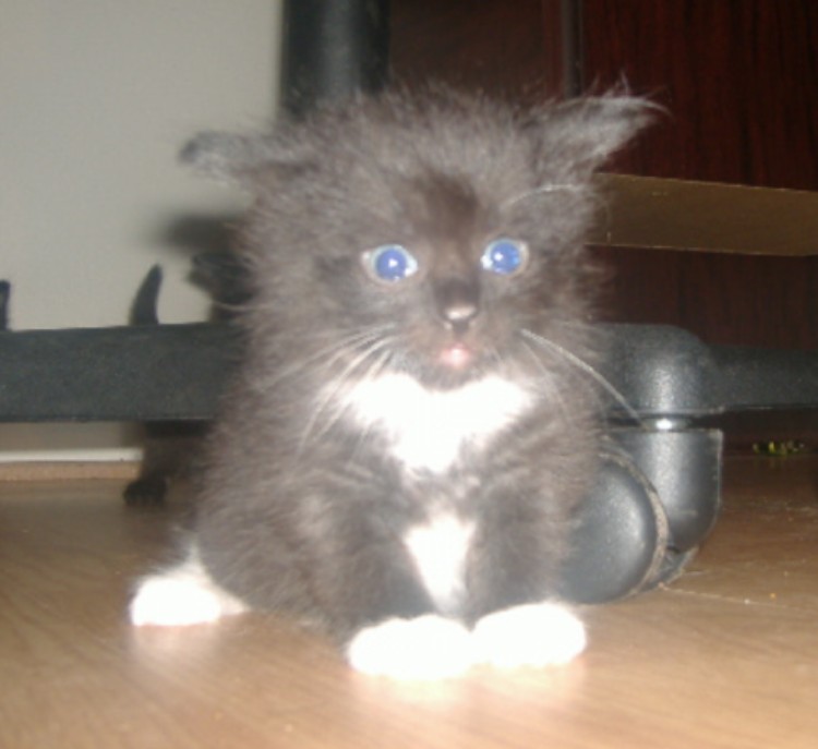 Name:  1boy.JPG
Views: 455
Size:  61.0 KB
