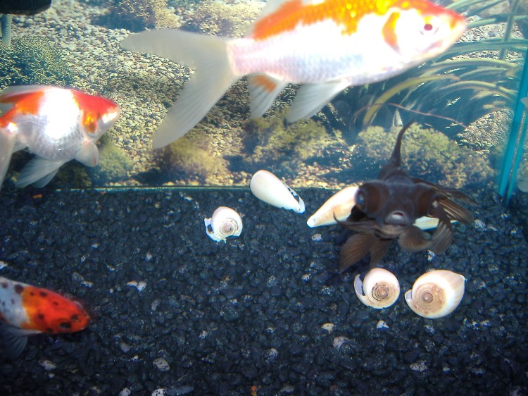 Name:  2005_0123fish30016.JPG
Views: 201
Size:  145.3 KB