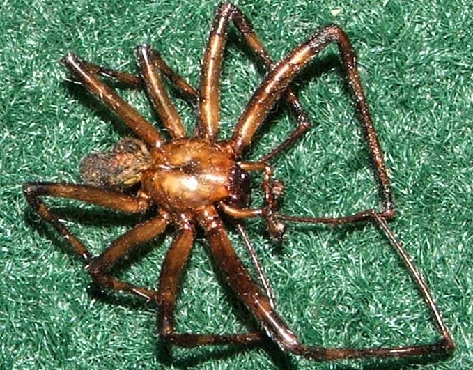 Name:  spider.jpg
Views: 19164
Size:  158.2 KB