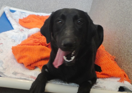 Name:  shelter dog 1.jpg
Views: 2001
Size:  77.3 KB
