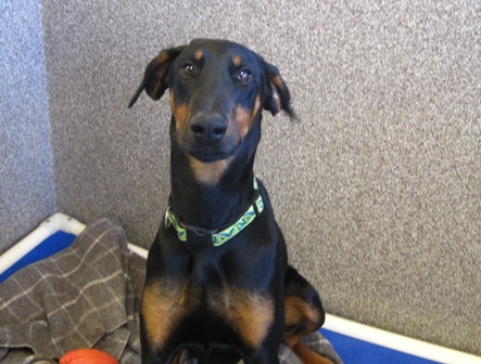 Name:  Shelter dog 2.jpg
Views: 1206
Size:  71.3 KB