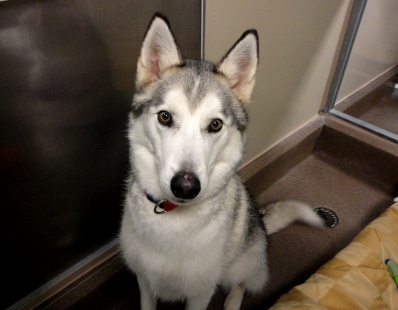 Name:  shelter dog 3.jpg
Views: 2629
Size:  70.0 KB
