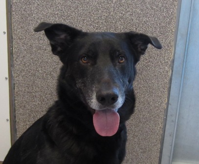 Name:  shelter dog 4.jpg
Views: 1104
Size:  57.6 KB