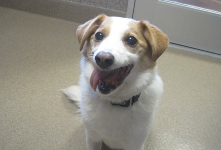 Name:  shelter dog 5.jpg
Views: 1273
Size:  43.1 KB