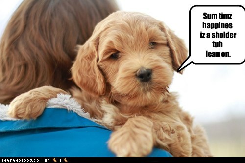Name:  funny-dog-pictures-sum-timz-happines-iz-a-sholder-tuh-lean-on.jpg
Views: 167
Size:  38.2 KB