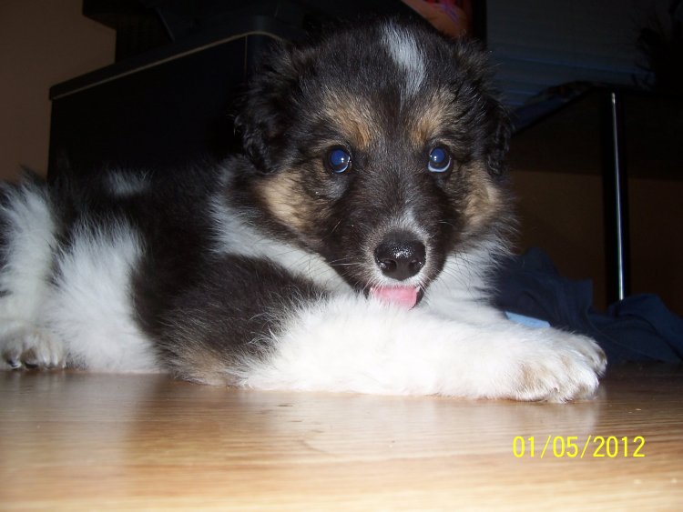 Name:  Chewy October 2008, first day 008.jpg
Views: 37
Size:  62.2 KB