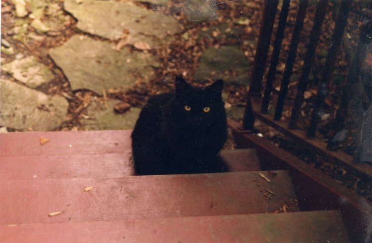 Name:  pic.Boswell on porch step.jpg
Views: 194
Size:  62.5 KB