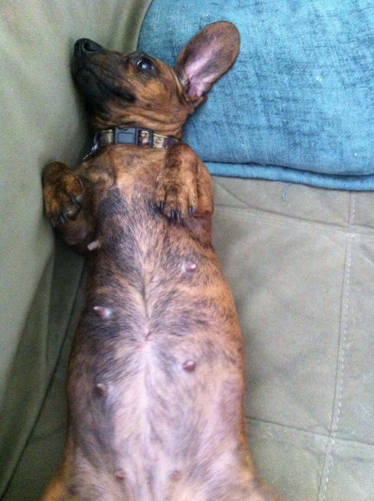 Name:  mocha pregnant.jpg
Views: 8967
Size:  172.7 KB