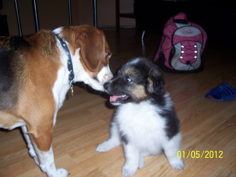 Name:  Chewy October 2008, first day 003.jpg
Views: 49
Size:  57.4 KB