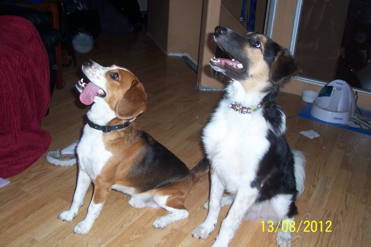 Name:  Chewy October 2008, first day 017.jpg
Views: 52
Size:  66.3 KB