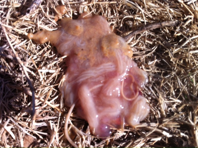 Name:  worms.JPG
Views: 357
Size:  174.1 KB
