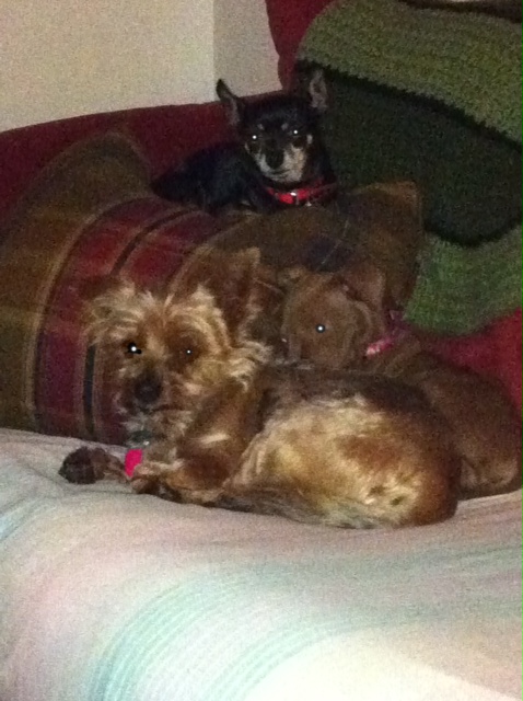 Name:  3dogs.JPG
Views: 268
Size:  123.8 KB