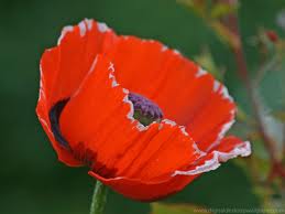 Name:  amhd.poppy.jpg
Views: 208
Size:  5.7 KB