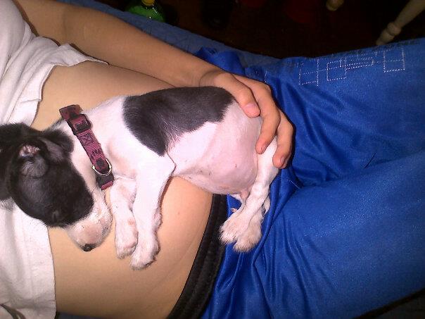 Name:  amhd.puppy1.jpg
Views: 211
Size:  40.2 KB