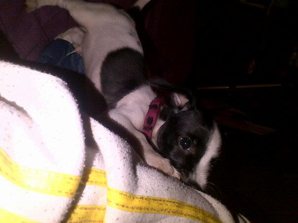 Name:  amhd.puppy2.jpg
Views: 186
Size:  27.8 KB