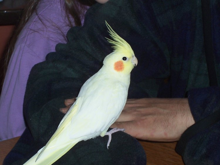 Name:  Animals and others 036.jpg
Views: 335
Size:  52.4 KB
